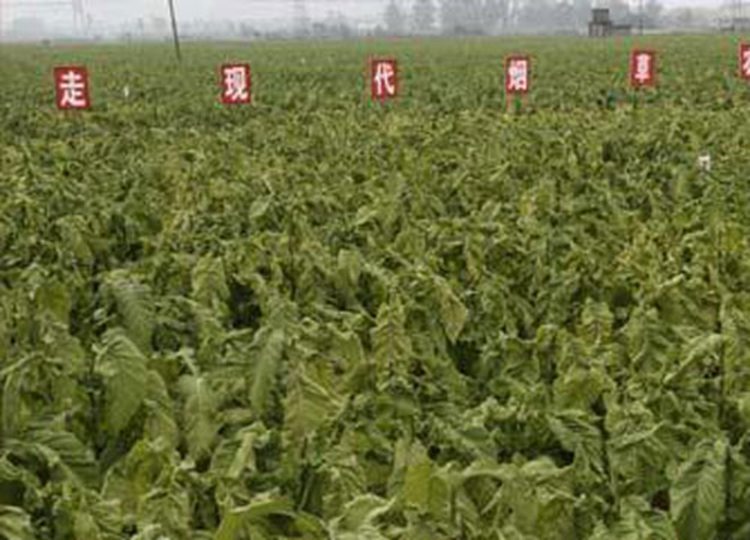 云南玉溪坚持现代烟草农业之路 提高优质烟叶供给能力（图）