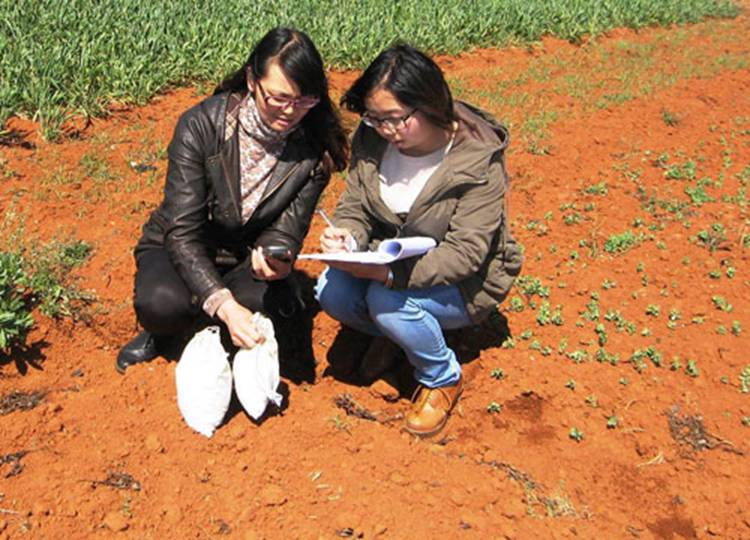 云南麒麟开展2014年植烟土壤取样送检工作（图）