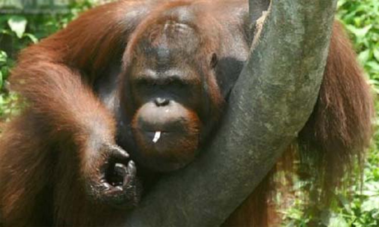 印尼一猩猩染上烟瘾【图】