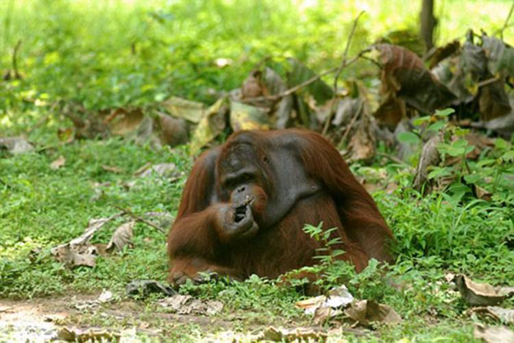 印尼猩猩捡拾游客烟头染上烟瘾