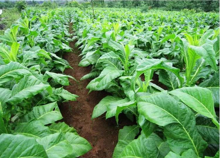 贵州黔西南州抓季节移栽24.7万亩优质烤烟助力产业振兴