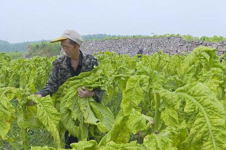 福泉陆坪：烟叶生产获丰收 迎来采摘烘烤季
